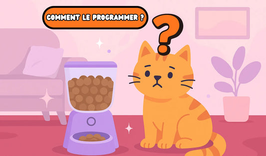 Chat qui se demande comment programmer un distributeur de croquettes pour chat