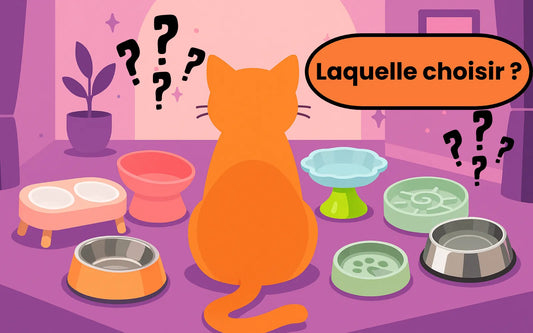 Chat qui se demande quelle gamelle choisir