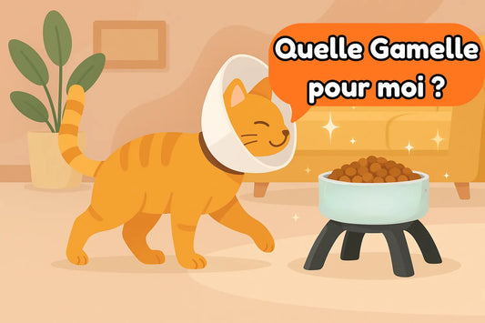 Quelle gamelle pour chat avec collerette ?