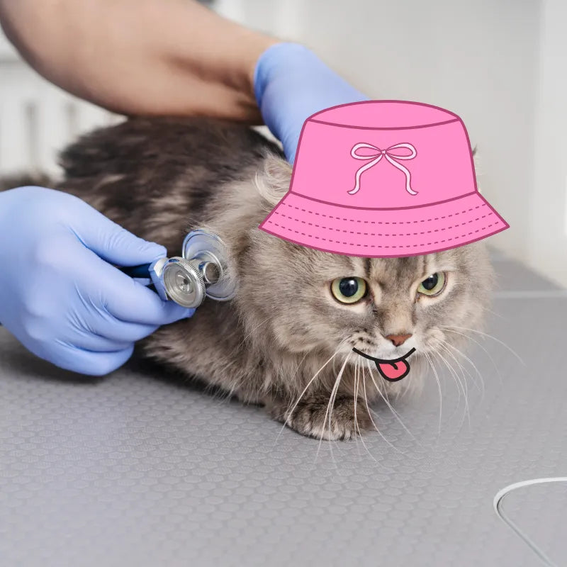 Chat cool qui est chez le vétérinaire