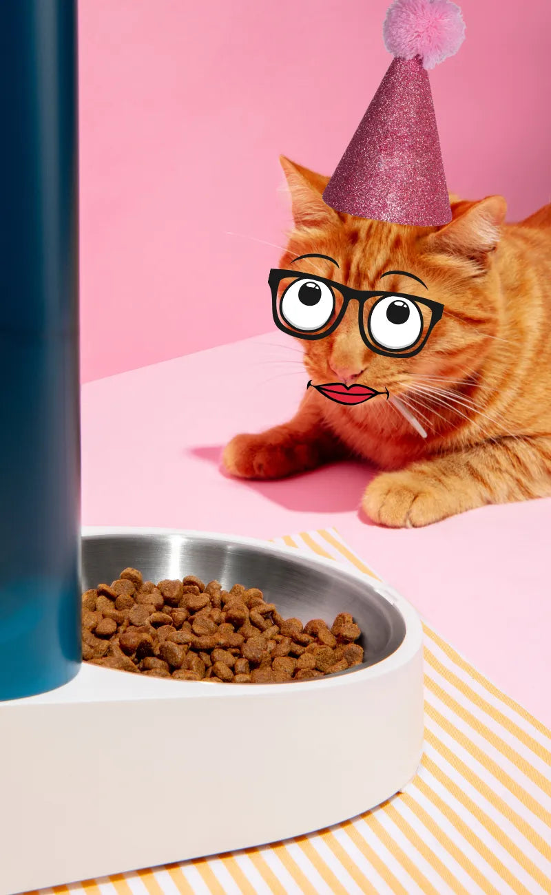 Chat fou qui mange dans un distributeur de croquettes pour chat